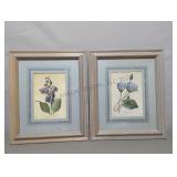 Two Framed Plant Prints