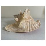 Vintage Conch Shell