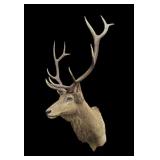 Full Elk Shoulder Mount