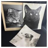Black & White Dog & Cat Photos