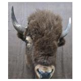 Large Buffalo Shoulder Mount Good Condition
