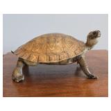 Taxidermy Turtle / Terrapin / Tortoise