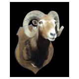 Mouflon Ram Taxidermy Shoulder Mount