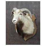 Texas Dall Sheep Ram Taxidermy Shoulder Mount