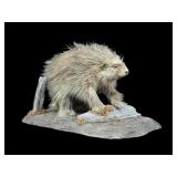 Full Body Porcupine Taxidermy Mount