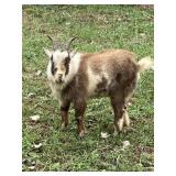 PYGMY BILLYGOAT
