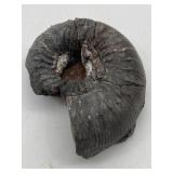 FOSSILIZED AMMONITE