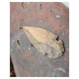 Expertly Knapped Arrow Head Point