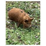 POT BELLY PIG VERY FRIENDLY