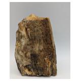 5" PETRIFIED WOOD