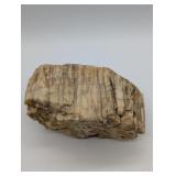 PETRIFIED WOOD 5.5" X 3"