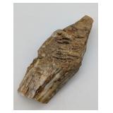PETRIFIED WOOD 7" X 3"