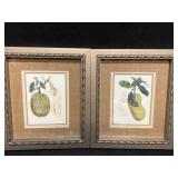 2 BOTANICAL FRUIT PRINTS VERY NICELY FRAMED