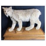 ALASKAN/CANADIAN LYNX TAXIDERMY MOUNT ON WOOD
