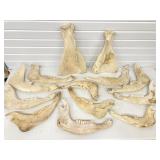 JAW BONES & MORE FOR YOUR ARTS & CRAFTS NEEDS