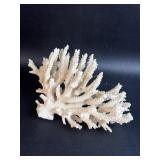 White Coral Damaged