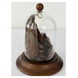 Real Quail Wings in Small Glass & Wood Dome Bird