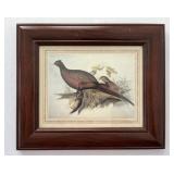 Vintage Pheasant Print Wildlife Art