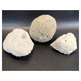 3 Coral Specimens
