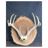 9-POINT DEER ANTLERS BUCK RACK MOUNTED ON WOOD