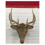 8-POINT BUCK DEER MOUNT