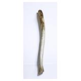 Inuit Oosik Walrus Baculum Club