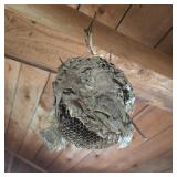 Hornet / Wasp Nest