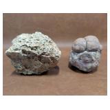 Fossilized Specimens