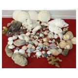 Assorted Seashells & Rocks Etc.