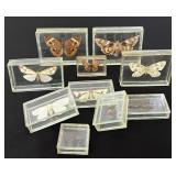 Moth Butterfly Insect Specimen Collection Encased