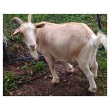 BRED NANNY GOAT RUNNING W/ A FAINTING BILLY.