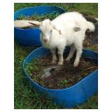 BABY FEMALE GOAT STILL NURSING OFF MAMA. GOATS