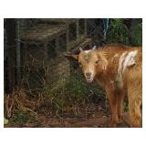 BABY BILLY GOAT STILL NURSING OFF MAMA. GOATS CAN