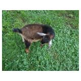 BABY BILLY GOAT WEANED OFF MOTHER. GOATS CAN BE