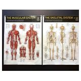 Military Anatomical Charts U.S. Army Laminated