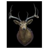 Old Whitetail Deer Shoulder Mount Inside Spread