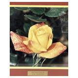 FRAMED PHOTO PEACE ROSE BY JACK SHEWMAKER