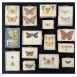 Moth, Butterfly & Dragonfly Speciman Collection