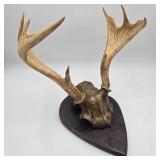Fallow Deer Antler Mount on Wood Plaque