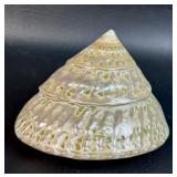 Nacre Seashell Mother of Pearl