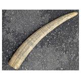 22" Resin Scrimshaw Tusk 1830 Liberty Ship James
