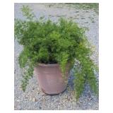 Sprengeri Asparagus Fern Potted Plant