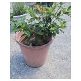 Sweet Bay Laurel Tree ? Potted Plant