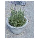 English Lavendar Potted Plant