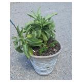 Mother of Thousands Potted Plant