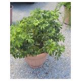 Dwarf Umbrella Tree Potted Plant
