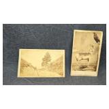 Antique Carte De Visite CDV Unusual Taxidermy