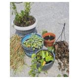 Lot of Potted Plants