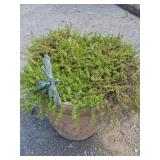 Mexican Heather Shrub Potted Plant
