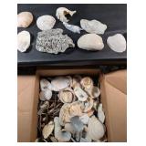 Sea Shells
